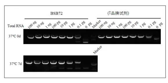 biort-master-one-step-rt-pcr-kit-with-dye-detail-2.jpg