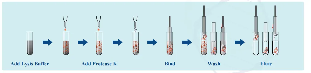 magabio-plus-general-genomic-dna-purification-kit-ii-detail-1.png